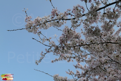 Prunus yedoensis (x)