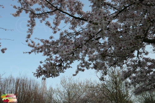 Prunus yedoensis (x)