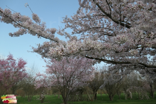 Prunus yedoensis (x)