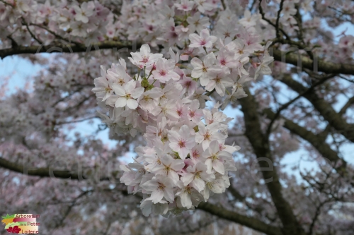 Prunus yedoensis (x)