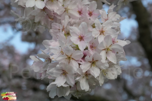 Prunus yedoensis (x)