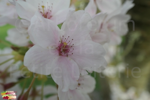 Prunus yedoensis (x)