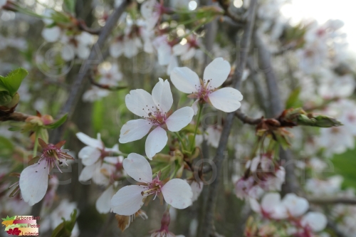 Prunus yedoensis (x) 'Shidare Yoshino'