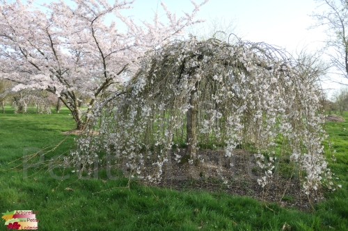 Prunus yedoensis (x) 'Shidare Yoshino'