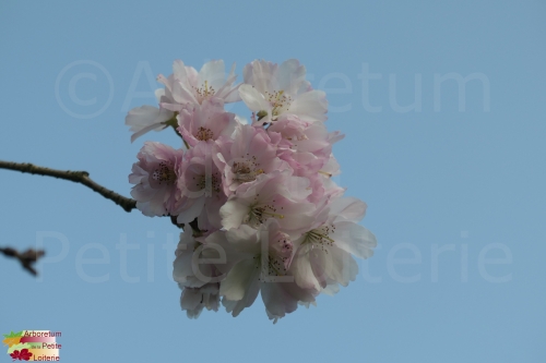 Prunus sargentii