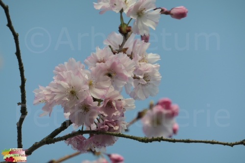 Prunus sargentii