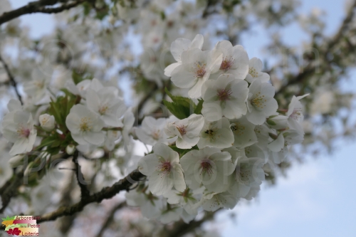 Prunus schmittii (x)