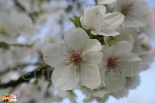 Prunus schmittii (x)