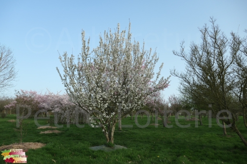 Prunus schmittii (x)