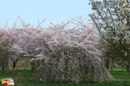 Prunus yedoensis (x) et Prunus yedoensis (x) 'Shidare Yoshino'