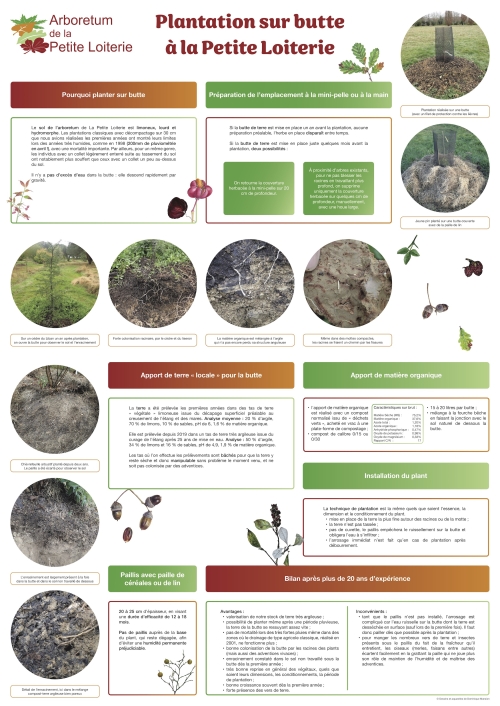 Plantation sur butte à La Petite Loiterie