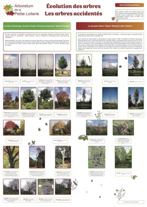 Évolution des arbres - les arbres accidentés