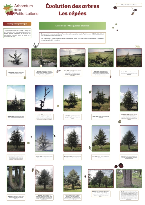 Évolution des arbres - les cépées