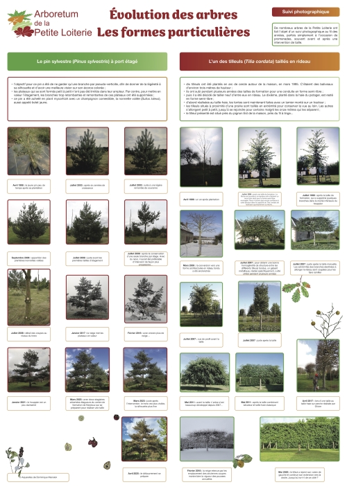 Évolution des arbres - les formes particulières