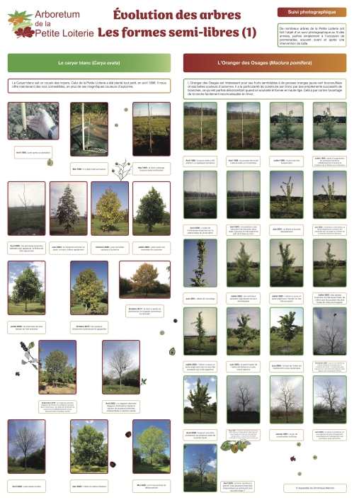 Évolution des arbres - les formes semi-libres (1)