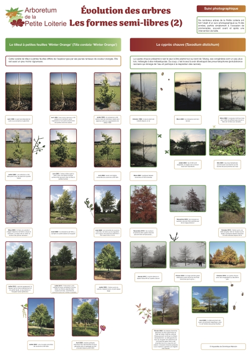 Évolution des arbres - les formes semi-libres (2)