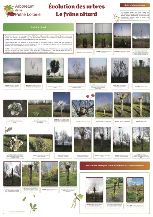 Évolution des arbres - le frêne têtard
