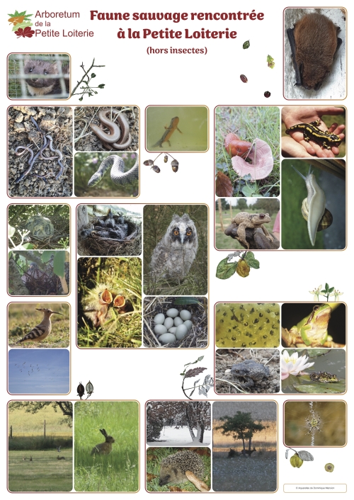 Faunes sauvage rencontrée à la Petite Loiterie (hors insectes)