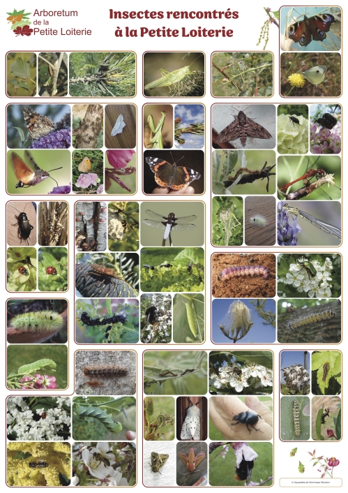 Insectes rencontrés à la Petite Loiterie
