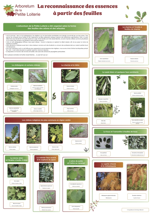 La reconnaissance des essences à partir des feuilles
