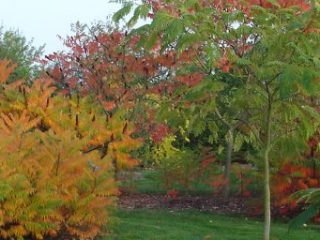 Octobre : les arbres d'ornement à belle coloration automnale