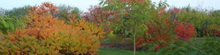 Octobre : les arbres d'ornement à belle coloration automnale